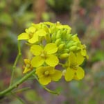 Sisymbrium loeselii - Loesels Rauke