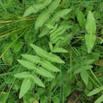 Sium latifolium - Großer Merk