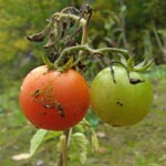 Solanum lycopersicon - Tomate
