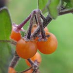 Solanum villosum - Gelber Nachtschatten