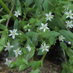 Stellaria alsine - Bach-Sternmiere