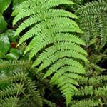 Oreopteris limbosperma - Bergfarn
