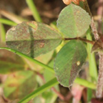 Trifolium campestre - Feld-Klee