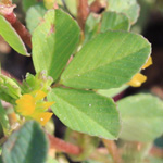 Trifolium dubium - Zweifelhafter Klee