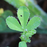 Trifolium dubium - Zweifelhafter Klee