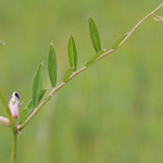 Vicia angustifolia - Schmablättrige Wicke
