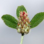 Trifolium striatum - Gestreifter Klee