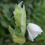 Allium paradoxum - Seltsamer Lauch