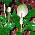 Arum maculatum - Gefleckter Aronstab