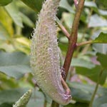 Asclepias syriaca - Gewöhnliche Seidenpflanze