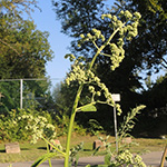 Chenopodium hybridum - Bastard-Gänsefuß