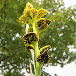 Uromyces pisi (Euphorbia cyparissias) - Erbsenrost