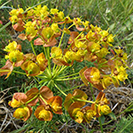 Euphorbia cyparissias (Uromyces pisi) - Zypressen-Wolfsmilch