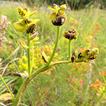 Uromyces pisi (Euphorbia cyparissias) - Erbsenrost