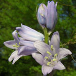 Hyacinthoides x massartiana - Garten-Hasenglöckchen