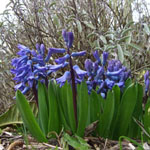 Hyacinthus orientalis-Hybride - Garten-Hyazinthe