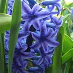 Hyacinthus orientalis-Hybride - Garten-Hyazinthe