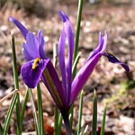 Iris reticulata - Kleine Netzblatt-Iris