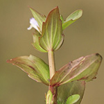 Lindernia dubia - Großes Büchsenkraut