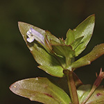 Lindernia dubia - Großes Büchsenkraut
