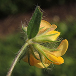 Lotus angustissimus - Zierlicher Hornklee