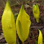 Lysichiton americanus - Gelbe Scheinkalla, Stinkkohl