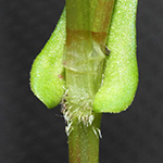 Persicaria nepalensis - Nepal-Knöterich