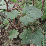 Phacelia campanularia - Glocken-Büschelschön