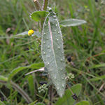 Picris echioides - Natternkopf-Bitterkraut