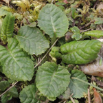 Primula juliae - Teppich-Primel