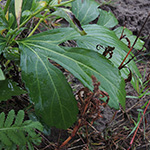 Rudbeckia laciniata - Schlitzblättriger Sonnenhut