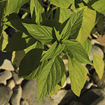 Salvia hispanica - Mexikanische Chia