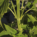 Salvia hispanica - Mexikanische Chia