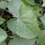 Salvia verticillata - Quirlblütiger Salbei