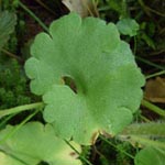 Saxifraga granulata - Körner-Steinbrech