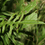 Serratula tinctoria - F�rber-Scharte