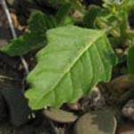 Solanum physalifolium - Argentinischer Nachtschatten