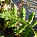 Solanum sisymbriifolium - Raukenblättriger Zweizahn