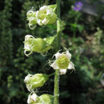 Tellima grandiflora - Falsche Alraunenwurzel
