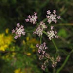 Torilis japonica - Gewöhnlicher Klettenkerbel