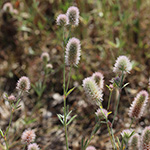 Trifolium arvense - Hasen-Klee