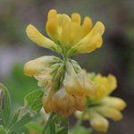 Trifolium aureum - Gold-Klee