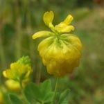 Trifolium aureum - Gold-Klee