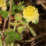 Trifolium campestre - Feld-Klee