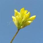 Trifolium dubium - Kleiner Klee