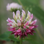 Trifolium hybridum - Schweden-Klee