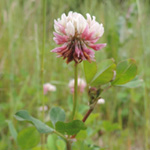 Trifolium hybridum - Schweden-Klee