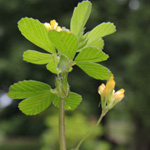 Trifolium micranthum - Kleinster Klee