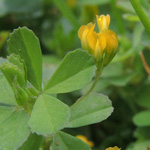 Trifolium micranthum - Kleinster Klee