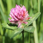 Trifolium pratense - Wiesen-Klee
